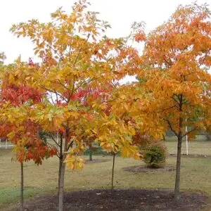 Sassifras albidum<span> - Common Sassafras</span>(B&B..BW.DR.DRGHT.FC.H.M.MTH.NB.OP)