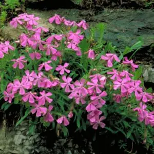 Silene caroliniana<span> - Sticky Catchfly </span>( B&B.DRGHT.GRDCVR.HMR.M.NB.OP.SHWY)