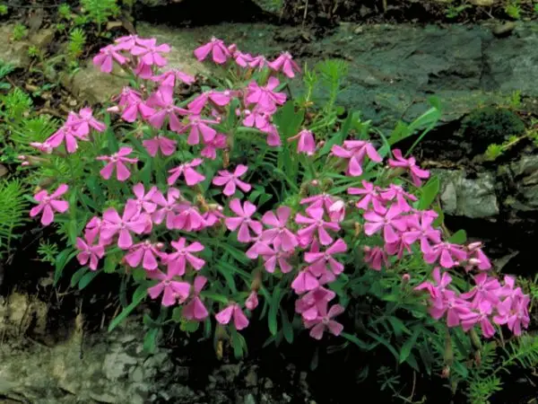 Silene caroliniana<span> - Sticky Catchfly </span>( B&B.DRGHT.GRDCVR.HMR.M.NB.OP.SHWY)