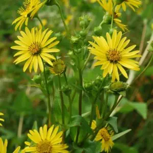 Silphium perfoliatum<span> - Cup Plant</span>(B&B.DR.DRGHT.HMR.MTH.NB.OP)