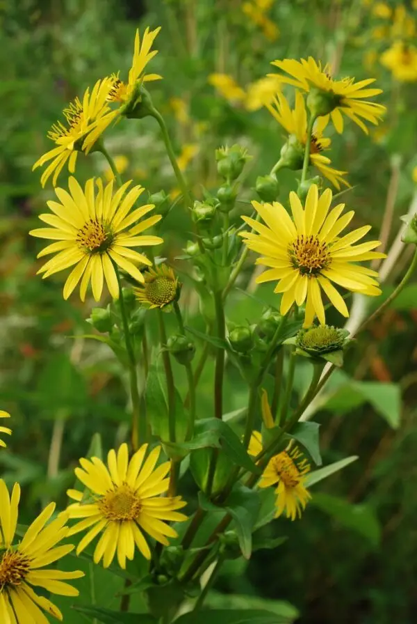 Silphium perfoliatum<span> - Cup Plant</span>(B&B.DR.DRGHT.HMR.MTH.NB.OP)