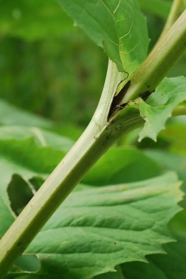 Silphium perfoliatum<span> - Cup Plant</span>(B&B.DR.DRGHT.HMR.MTH.NB.OP) - Image 2
