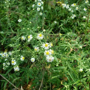 Symphyotrichum pilosum<span> - Frost Aster </span>(B&B.DR.DRGHT.H.NB.OP.SHWY)