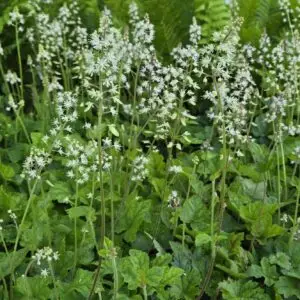 Tiarella cordifolia 'Running Tapestry'<span> - Running Tapestry Foamflower </span>(B&B.DR.G.H.M.NB.OP)