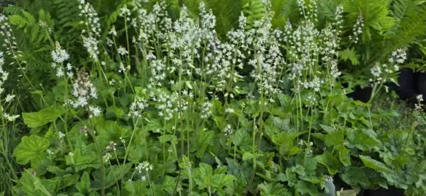 Tiarella cordifolia 'Running Tapestry'<span> - Running Tapestry Foamflower </span>(B&B.DR.G.H.M.NB.OP)