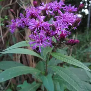 Vernonia gigantea<span>-Giant Ironweed</span>(B&B.DR.DRGHT.H.MTH.N.NB.OP)