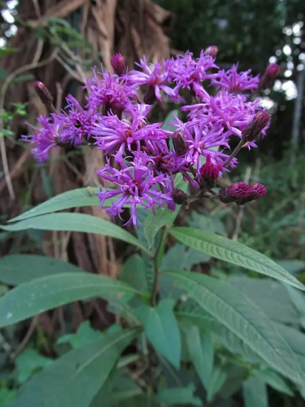 Vernonia gigantea<span>-Giant Ironweed</span>(B&B.DR.DRGHT.H.MTH.N.NB.OP)