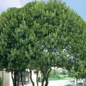 Myrica cerifera<span> - </span>Wax Myrtle (B&B.DR.DRGHT.EVR.FRG.H.M.MTH.OP)
