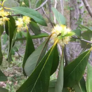 Symplocos tinctoria<span> - </span>Horsesugar (B&B.EVRGRN.FRG.H.M.NB.OP)