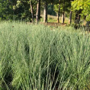 Andropogon ternarius 'Black Mountain'<span> - Black Mountain Bluestem</span>(B&B.DR.DRGHT.H.HMR.M.OP)