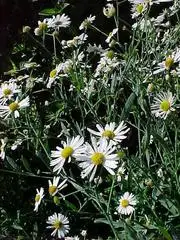 Boltonia asteroides<span> - False Aster </span>(BTF.DR.MTH.NB.OP.)