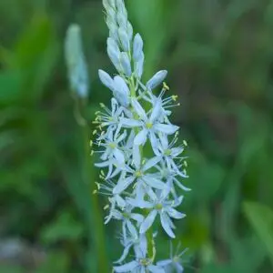 Camassia scilloides<span> - Wild Hyacinth </span>(BTF.D.FRG.HMR.NB.OP.RR.SHWY)