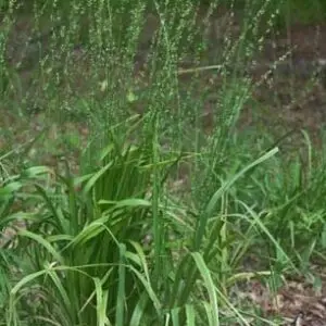 Chasmanthium sessiflorium<span> - Longleaf woodoats</span>(B.DR.EC.H.M.OP.SHWY) (Copy)