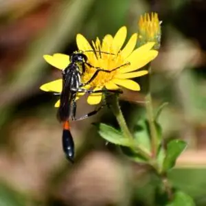 Chrysopsis mariana<span> Golden Aster</span>(B&B.DR.DRGHT.H.M.NB.OP.RR)