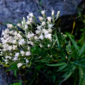 Eupatorium hyssopifolium<span> Hyssop-leaved Boneset</span>(B&B.DR.DRGHT.N.NB.OP.RR)
