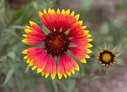 Gailardia pulchella<span> - Indian Blanket Flower</span>(B&B.DR.DRGHT.M.NB.OP)