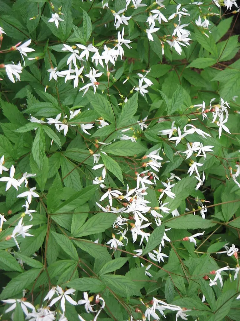 Gillenia trifoliata<span> - American Ipecac</span>(B&B.DR.FC.FRG.NB.OP.RR.SHWY)