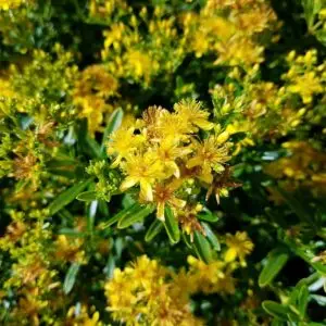 Hypericum densiflorum<span>-Dense St. John's Wort (B&B.DR.DRGHT.H.OP.RR)