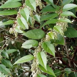 Leucothoe axillaris<span> - Coastal Doghobble    (BTF.CVR.DR.EVR.FRG.H.HMR.NB.OP.SHWY)