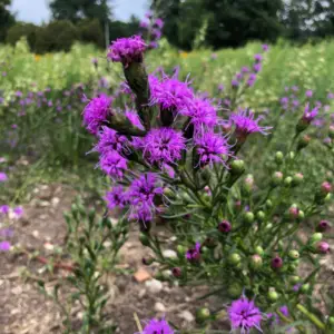 Liatris cylindracea<span> - Dwarf Blazing Star </span>(B&B.DR.DRGHT.H.HMR.MTH.NB.OP.SHWY)