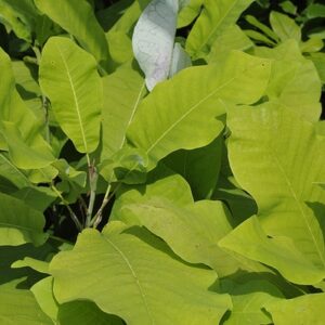 Magnolia macrophylla<span> - </span> Bigleaf Magnolia (B&B.DR.EVR.FC.FRG.H.HMR.M.NB.OP)