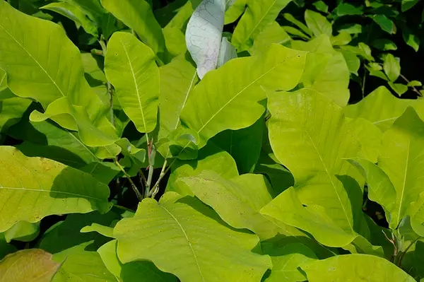 Magnolia macrophylla<span> - </span> Bigleaf Magnolia (B&B.DR.EVR.FC.FRG.H.HMR.M.NB.OP)