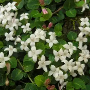 Mitchella repens<span> - Partridge Berry Iris </span>( BTF.DR.DRGHT.EVRGRN.GRD.NB.OP)