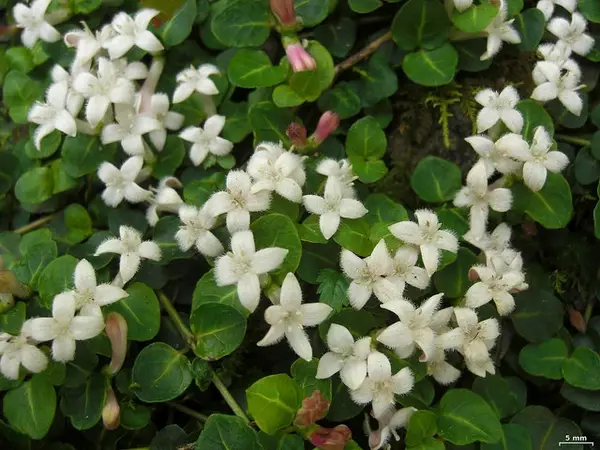 Mitchella repens<span> - Partridge Berry Iris </span>( BTF.DR.DRGHT.EVRGRN.GRD.NB.OP)