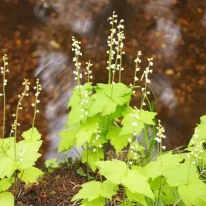 Mitella diphylla<span> - Bishop's Caps </span>(BTF.D.HMR.NB.OP.RR)