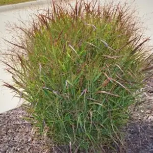 Panicum virgatum 'Dream Catcher Tumbleweed'<span> - </span>Tumbleweed Switchgrass (B&B.BW.CVR.DR.DRGHT.EC.FC.H.M.NB.M.OP.SHWY)