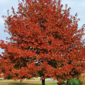 Quercus shumardii<span> - Shumard's Oak</span>(B&B.BW.DR.DRGHT.H.MTH.NB.OP.RR)