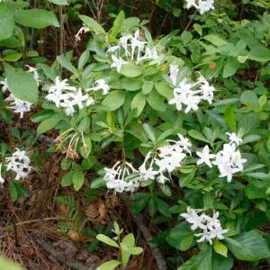 Rhododendron serrulatum<span> - </span>Swamp Azalea  (B&B.FRG.H.HMR.NB.OP.RR)