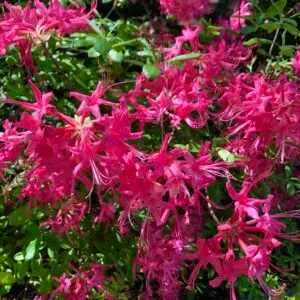 Rhododendron x bakeri<span> - </span>Baker's Azalea  (B&B.FRG.H.HMR.NB.OP.RR)