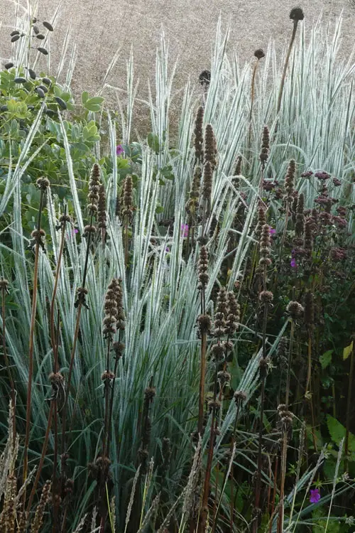 Schizachyrium scoparium 'Ha Ha Tonka'<span> - </span>Little Bluestem Ha Ha Tonka (B&B.BW.CVR.D.DRG.EC.FC.H.M.MTH.NST.NB.OP.SHWY)