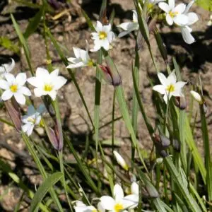 Sisyrinchium albidum<span> - </span>White-eyed Grass (B&B.DR.DRGHT.EC.EVR.GRD.NB.NST.OP.RR)