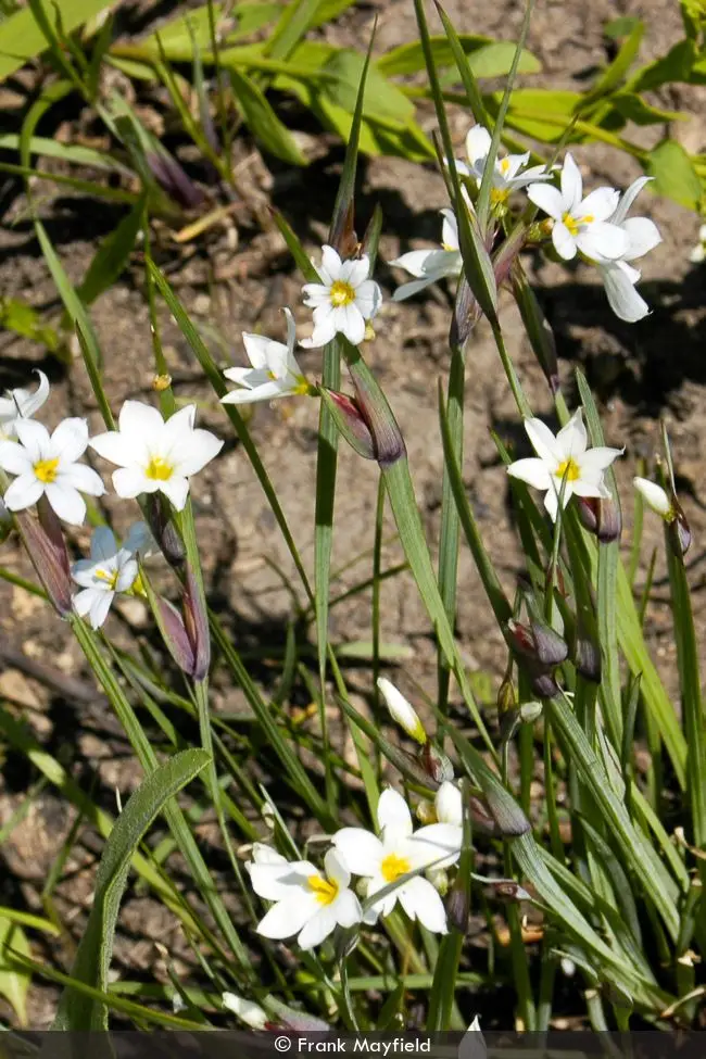 Sisyrinchium albidum<span> - </span>White-eyed Grass (B&B.DR.DRGHT.EC.EVR.GRD.NB.NST.OP.RR)