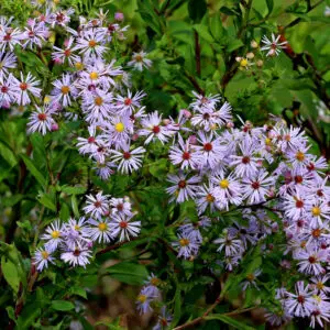 Symphyotrichum elliottii<span> - Elliott's Aster </span>(B&B.DR.DRGHT.H.M.NB.OP.SHWY)