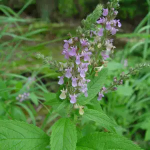 Teucrium canadense<span>-American Germandern</span>(B&B.DR.H.N.NB.OP)