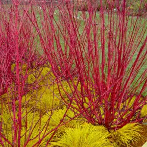 Cornus sericea<span> - </span>Redstem Dogwood (B&B.BW.DR.H.M.MTH.NB.OP)
