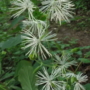 Silene ovata<span> - Mountain Catchfly </span>( B&B.DRGHT.GRDCVR.HMR.M.NB.OP.SHWY)