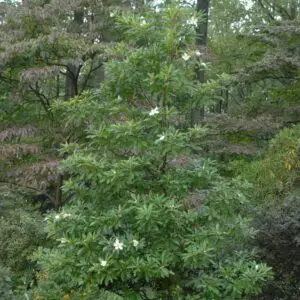 x Gordlinia grandiflora<span> - Mountain Gordlinia</span>(B&B.BW.DR.DRGHT.H.MTH.NB.OP.RR)