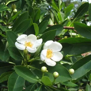Gordonia lasianthus<span> - Loblolly Bay</span>(B&B.DR.DRGHT.EVRGRN.MTH.NB.OP.RR)