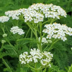 Achillea millefolium<span> - Common Yarrow </span>(BTF.DR.DRGHT.GRDCVR.H.HMR.NB.OP.RR)