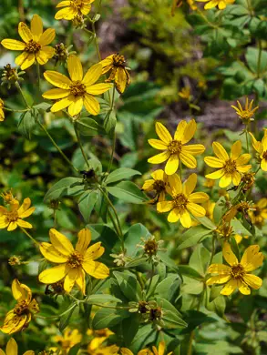 Anacis major<span> – Greater Coreopsis </span>(B&B.DR.DRGHT.EC.EVRGRN.GRDCVR.H.NB)