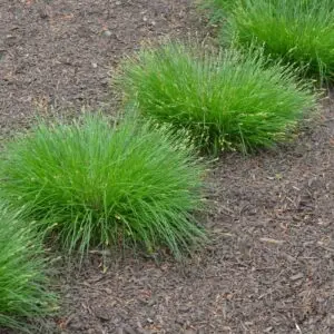 Carex radiata<span> - Eastern Star Sedge </span>(B.DR.DRGHT.EC.GRD.H)