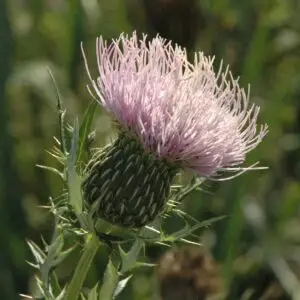 Cirsium discolor<span> Field Thistle</span>(B&B.DR.DRGHT.H.M.NB.OP.RR)