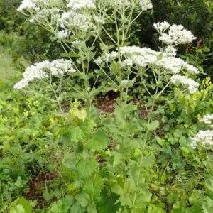 Eupatorium rotundifolium<span> Common Roundleaf Eupatorium</span>(B&B.DR.DRGHT.N.NB.OP.RR)