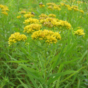 Euthamia graminifolia<span> - Grassleaved Goldenrod</span>(B&B.DR.EC.GRD.H.M.NB.OP)