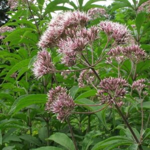 Eutrochium fistulosum<span> -  Hollow Joe Pye  Weed</span>(B&B.DR.EC.FRG.H.NB.OP)